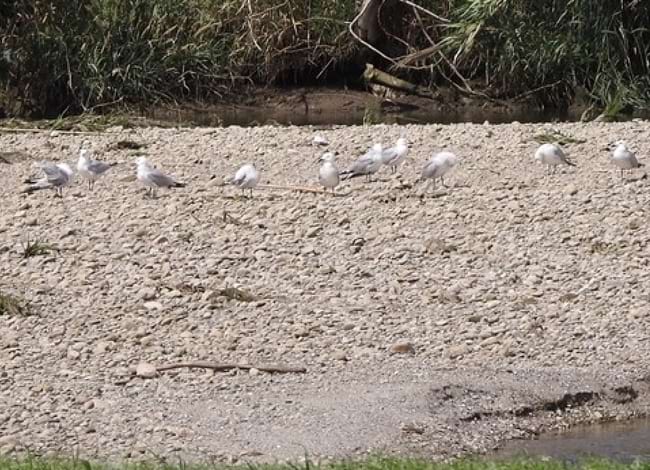 Estol de gavines corses a una illeta de Sant Adrià de Besòs. Autor: Xavier Larruy