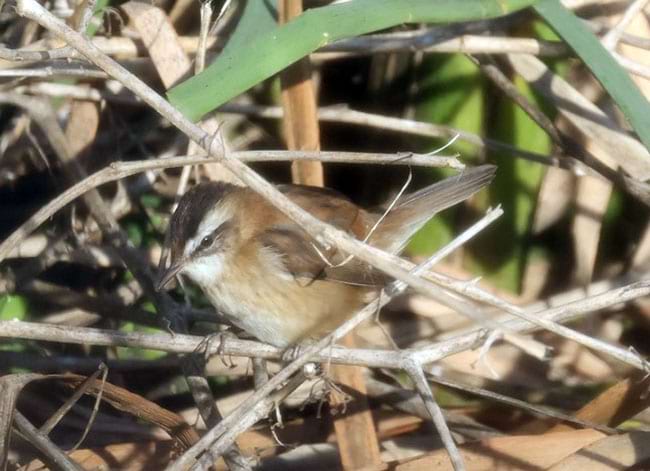 Boscarla mostatxuda hivernant a Santa Coloma. Autor: Xavier Larruy