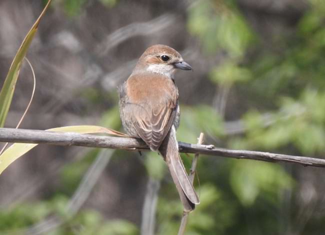 Escorxador (<i>Lanius collurio</i>) observat a Santa Coloma de Gramenet. Autor: Xavier Larruy