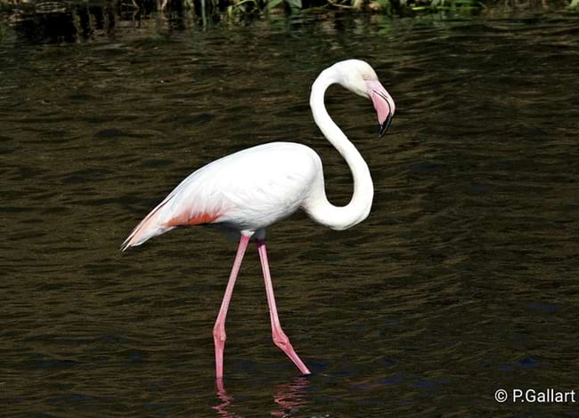 Flamenc rosat adult vist sobre de l'assut del rec Comtal. Autora: Pat Gallart