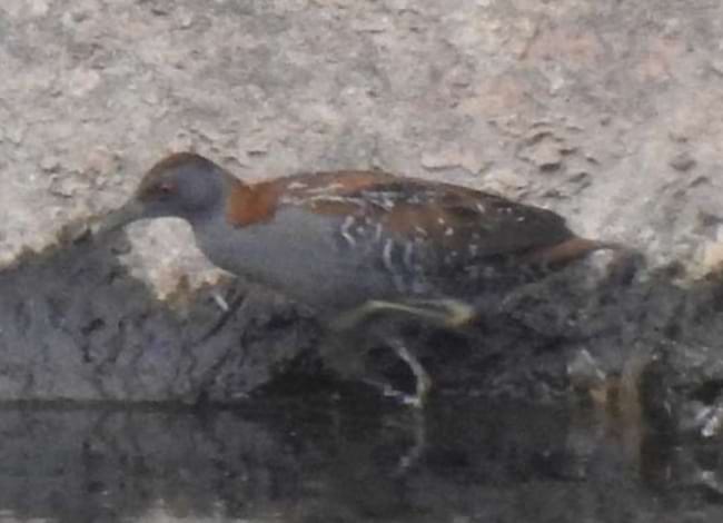 Rasclet (<i>Zapornia pusilla</i>) vist a la desembocadura. Autor: Xavier Larruy