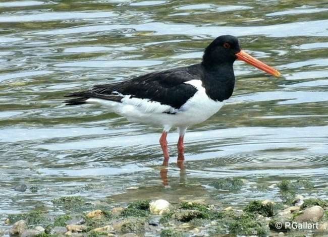 Una de les dues garses de mar vistes a la desembocadura. Autora: Pat Gallart