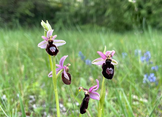 Orquídia abellera catalana (Orphys catalaunica), endèmica de Catalunya. Autor: XPN
