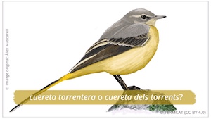 Cuereta torrentera. Autor: Àlex Mascarell