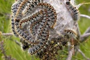 Processionària. Autor: (CC BY) John H. Ghent, USDA Forest Service