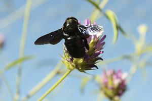 Abella fustera. Autora: Sara Reverté