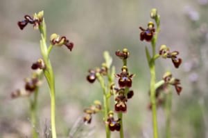 'Spiranthes spiralis'. Autor: Martí Franch