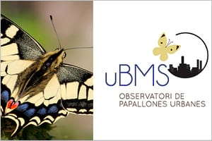 Logotip de l'Observatori uBMS. Autor: uBMS