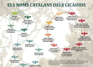 Infografia interactiva de les cigales. Autor: TERMCAT