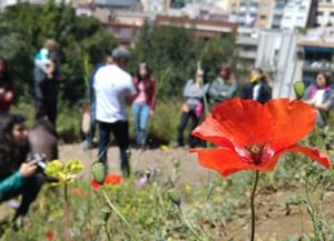 Rosella en plena floració. Autor: Pau Guzmán