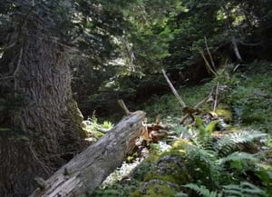 Bosc madur. Autor: CREAF