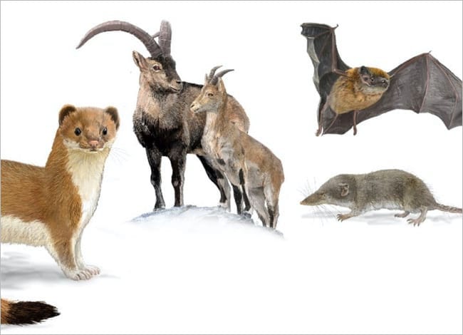 Detall de la imatge de la portada: espècies de mamífers comuns a Catalunya. Autor: Toni Llobet