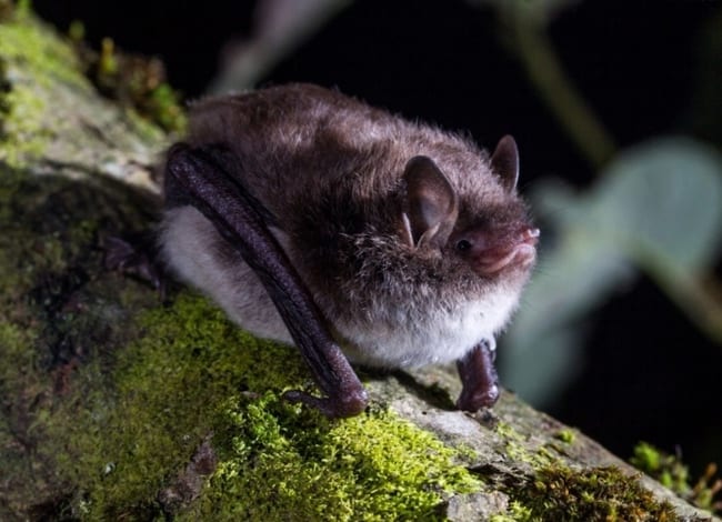 S'obren les inscripcions pel primer Cens anual de ratpenat d'aigua. Autor: Adrià López-Baucells / MCNG