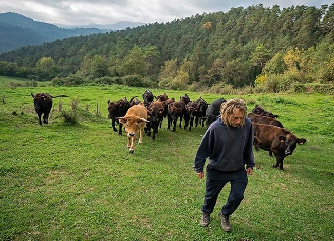 Ramat de la Casanova de Sora, ajudant a recuperar antigues pastures abandonades. Autor: Patxi Uriz