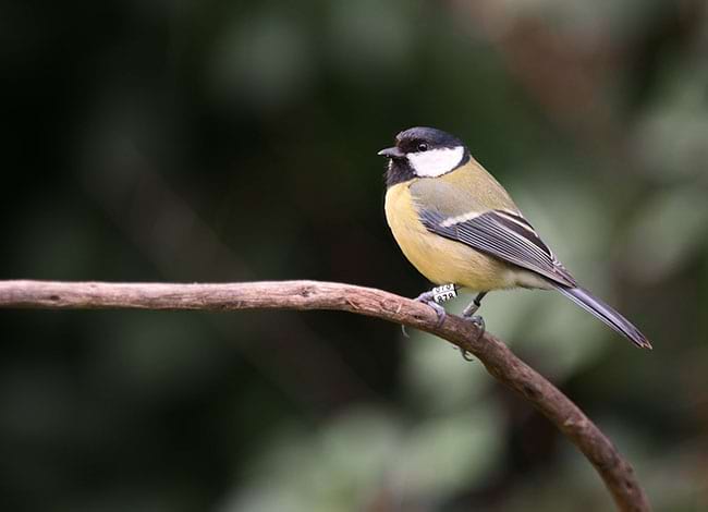 Mallerenga carbonera. Autor: Roger Sanmartí / Photo Logistics