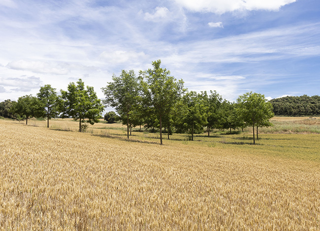 Camp de blat en un espai agroforestal recuperat a Santa Maria de Merlès. © Òscar Giralt