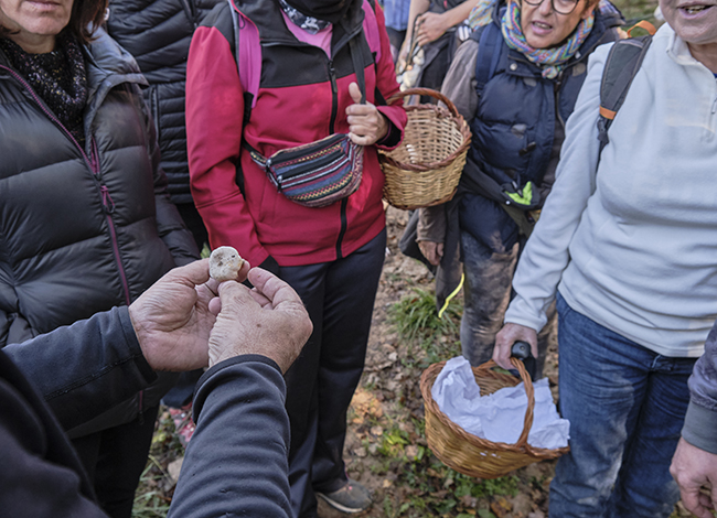 El dissabte 8 de novembre, el biòleg Jordi Baucells conduirà una sortida de bolets a Sora. Autoria: Oriol Clavera
