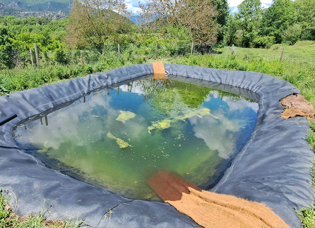 Imatge de la bassa artificial el 2024. Autoria: Personal del Parc del Castell de Montesquiu