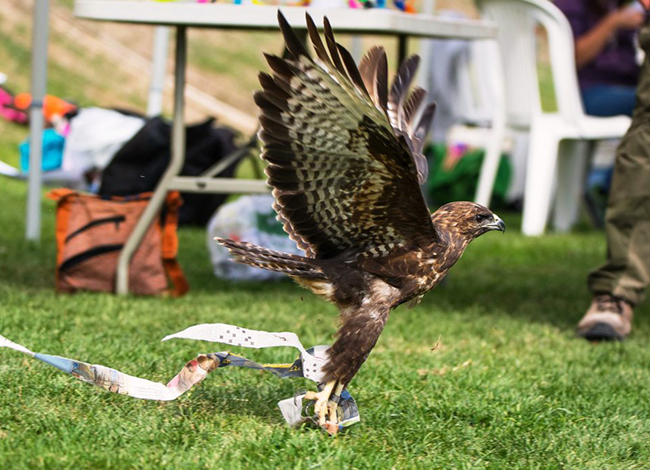 El Dia Mundial dels Ocells es commemorarà amb diverses activitats. Autoria: Josep Puig