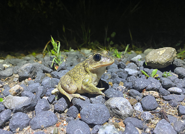 Exemplar de gripau d'esperons. Autoria: SCH