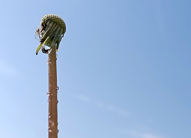 Premi a la categoria de menors de 12 anys sota el tema 