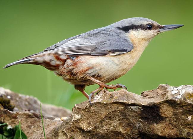 Pica-soques blau. Autor: Josep del Hoyo