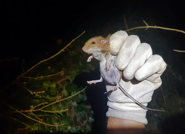 Ratolí de bosc. Autoria: Marc Vilella