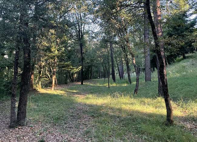 Al Parc del Castell de Montesquiu es fa el seguiment de tres espècies de plantes. Autor: XPN