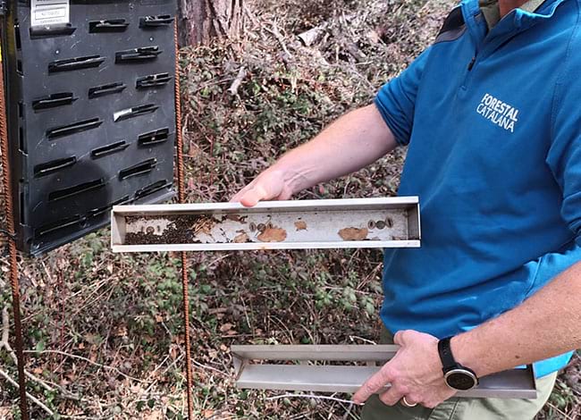 La trampa amb feromones, amb alguns insectes. Autor: XPN