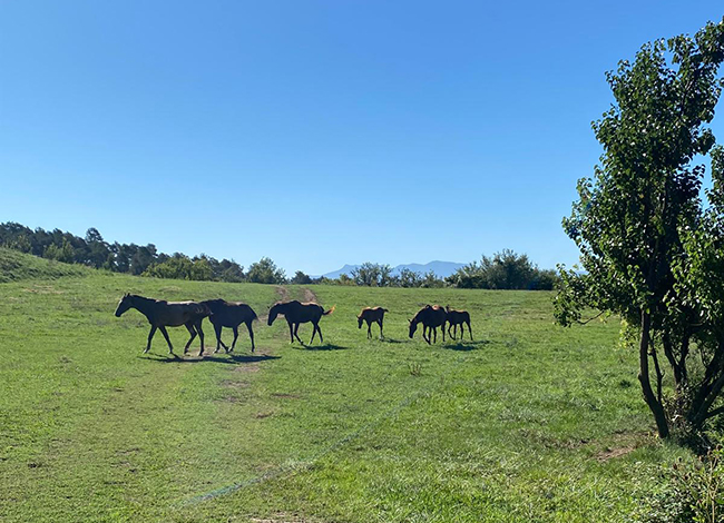 Cavalls en un dels camps. Autor: XPN