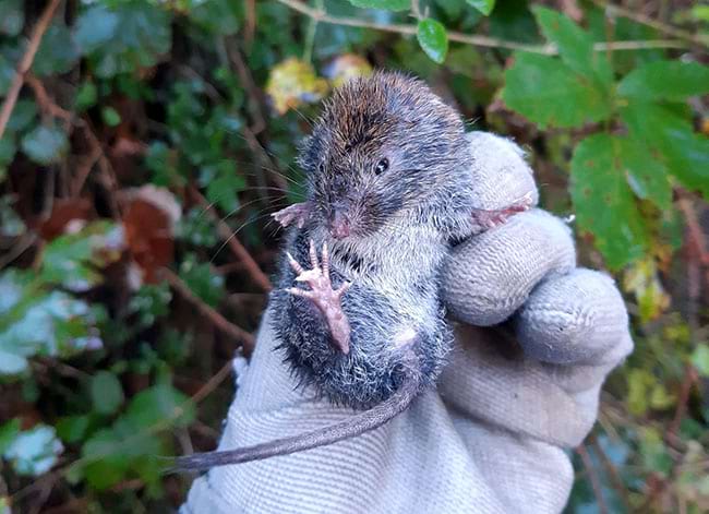 Talpó roig. Autor: Marc Vilella / SEMICE