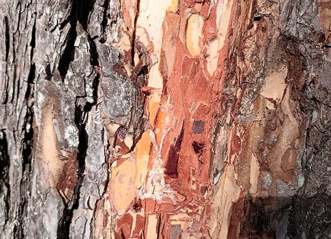 Escorça afectada per l'escarabat Ips. Autor: XPN