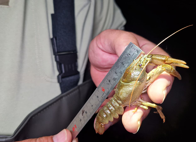 Mesurant un dels crancs. Autor: Paisatges Vius