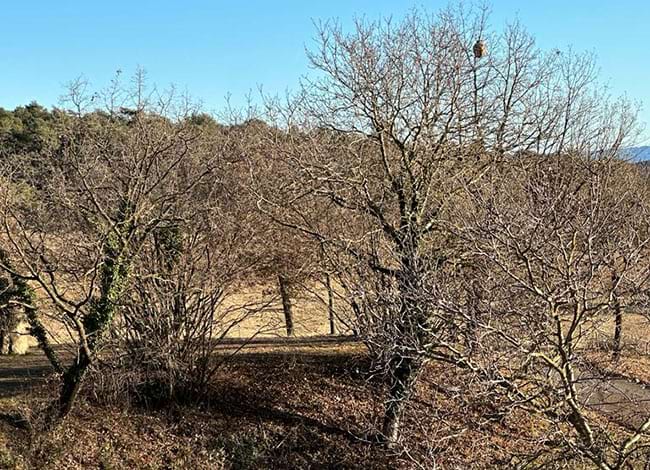 Niu dalt d'un arbre del Parc. Autor: XPN