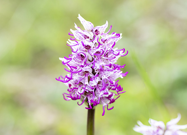 Orchys simia. Autoria: Susanna Ginesta