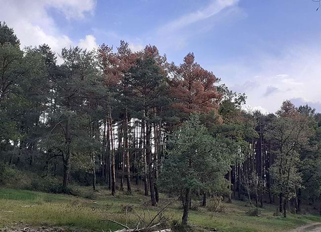 Pi roig afectat per la sequera al Parc del Castell de Montesquiu. Autor: XPN