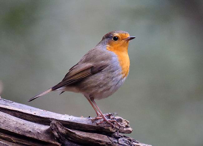Pit-roig, un dels ocells nidificants més comuns. Autor: Josep del Hoyo