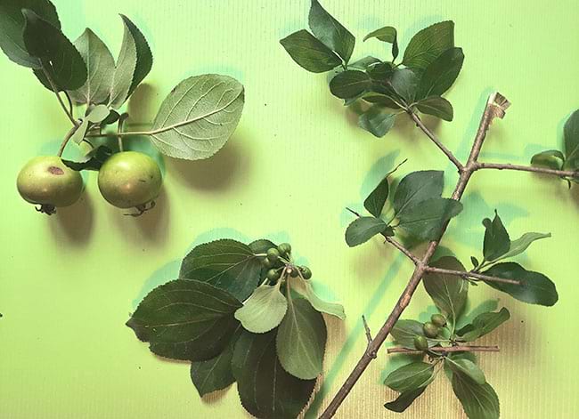 Pomera silvestre. Autor: Andreu Salvat