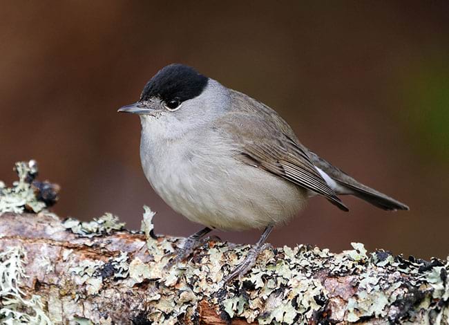 Tallerol de casquet, l'altra espècie d'ocells més abundant. Autor: Josep del Hoyo