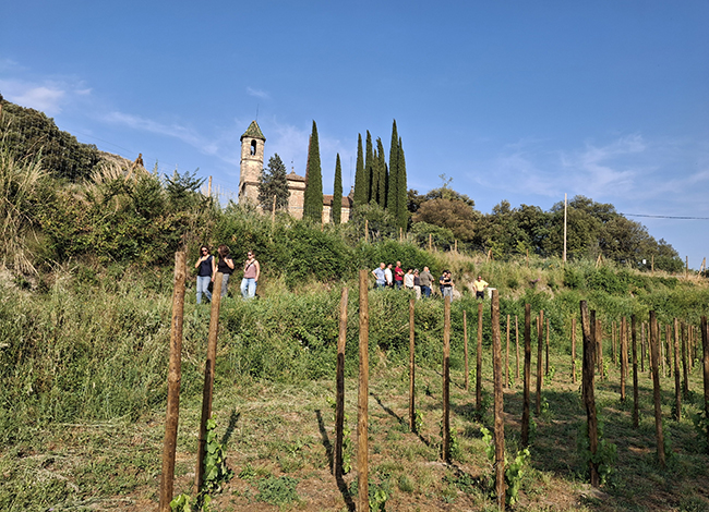 Visita a les vinyes de ceps recuperats, a Orís. Autor: XPN