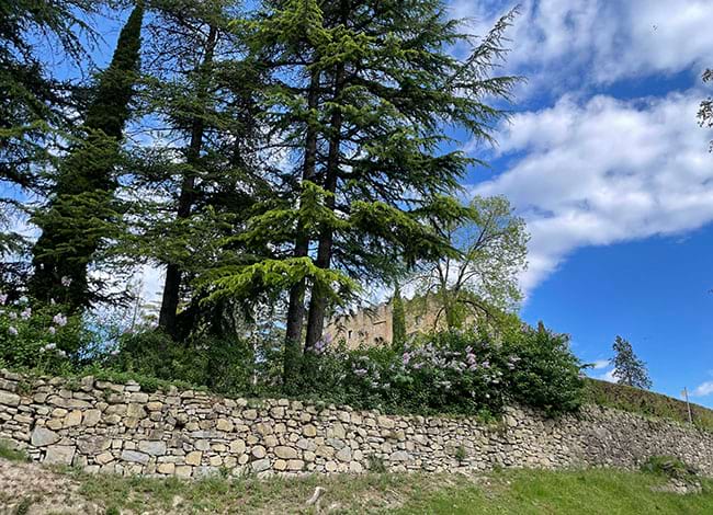 S'han senyalitzat 28 exemplars de coníferes. Autor: XPN