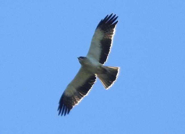 L'àguila calçada va ser un altre dels rapinyaires que es van observar. Autor: ICO