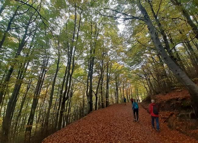 Fageda. Autor: Roger Arquimbau