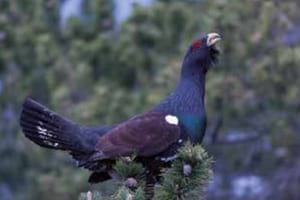 Fotografia d'Eudald Solà. Autor: E. Solà