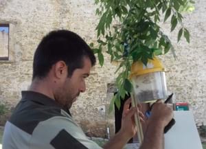 Trampa de feromones. Autor: XPN