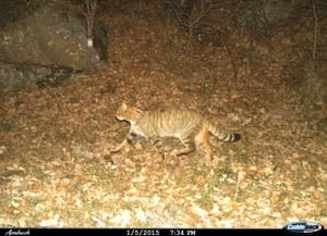 Gat salvatge a Montesquiu. Autor: Ferran Sayol