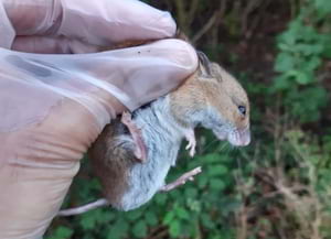 Exemplar de ratolí de bosc. Autor: Marc Vilella / Museu<br />de Ciències Naturals de Granollers