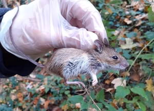 Ratolí de bosc. Autor: Marc Vilella / Museu de<br />Ciències Naturals de Granollers