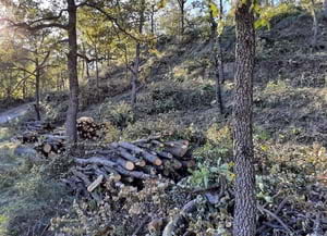 Tasques d'aclarida en la roureda. Autor: XPN