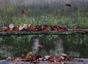 Premi al tema 'La natura des de casa'.<br />Autora: Julita Morró i Pla